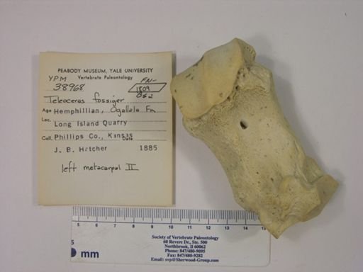 Teleoceras fossiger