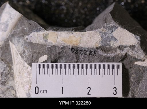 Baculites sp.