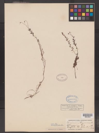 Vaccinium oxycoccos