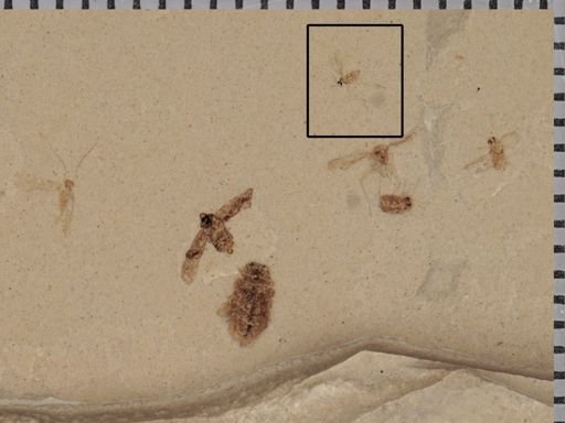 undet. Diptera