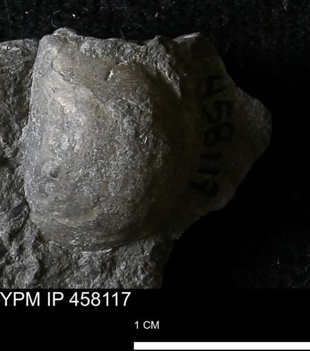 Pholidostrophia iowaensis