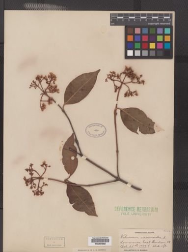 Viburnum cassinoides