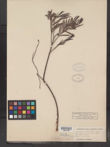 Andromeda glaucophylla