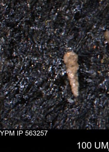 Verneuilinoides hectori