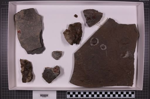 mixed taxa, stratigraphic collection