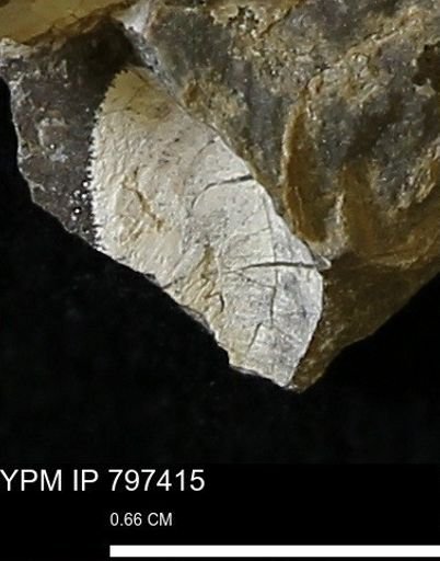 Protocardia sp.