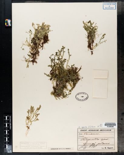Selaginella apoda