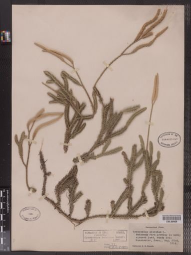 Lycopodium clavatum