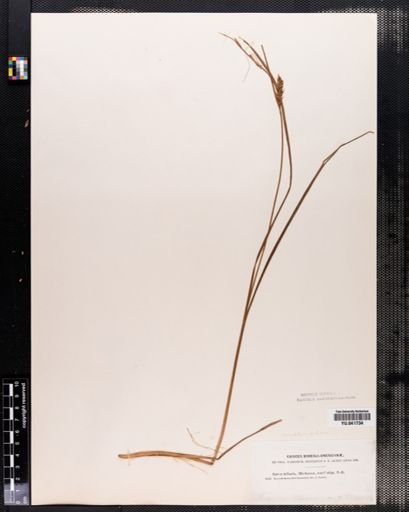 Carex saxatilis