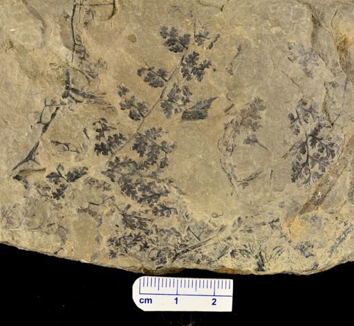 Sphenopteris sp.