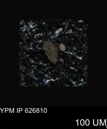 undet. Foraminiferida