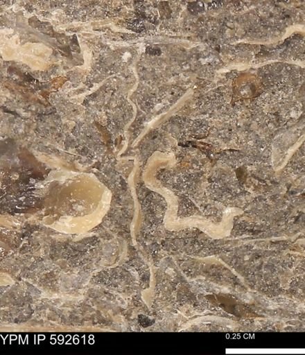 undet. Ammonoidea