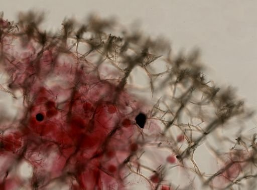 Isodictya deichmannae