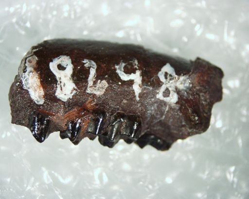 Tetonius sp.