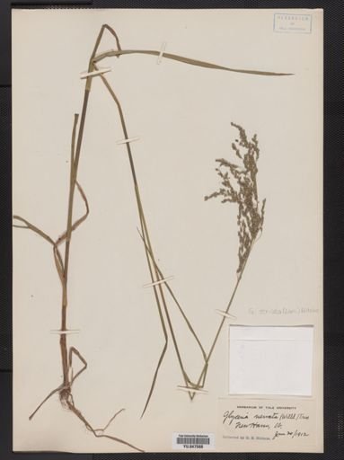 Glyceria striata