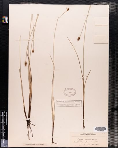 Carex exilis