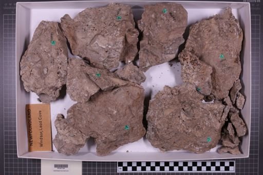 mixed taxa, stratigraphic collection