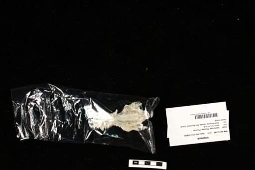 Urophycis