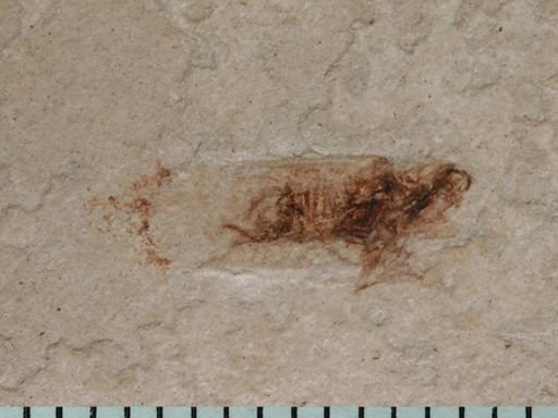 undet. Auchenorrhyncha