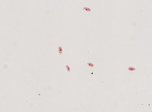 Paramecium calkinsi