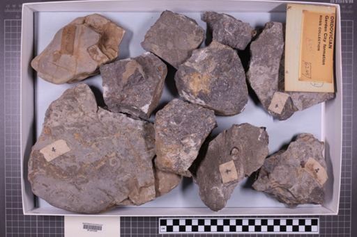 mixed taxa, stratigraphic collection