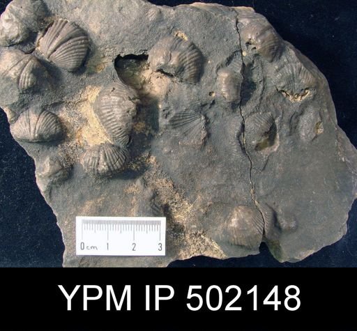 Spirifer sp.