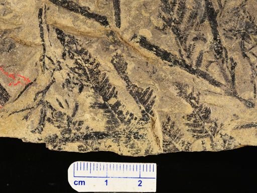 Calcaropteris boeselii
