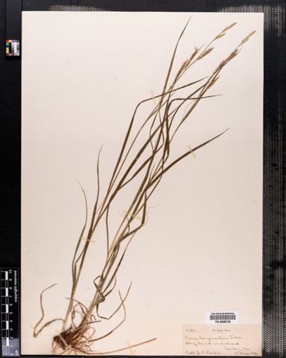 Carex