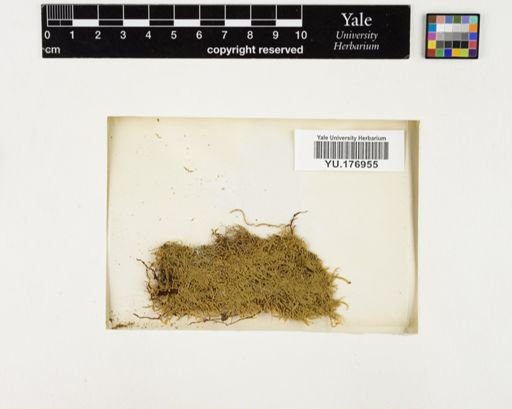Plantae