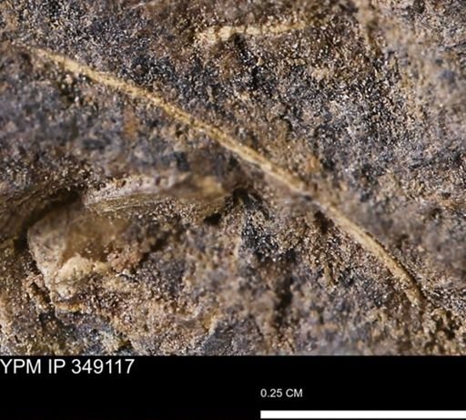 undet. Bivalvia