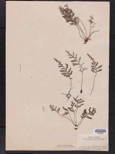 Asplenium