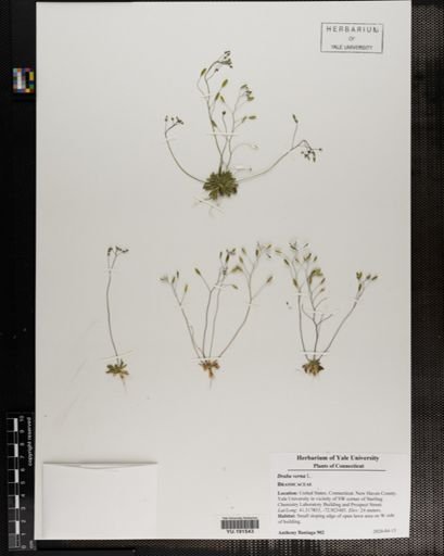 Plantae