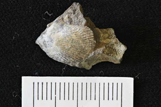 Oxytoma (Hypoxytoma)