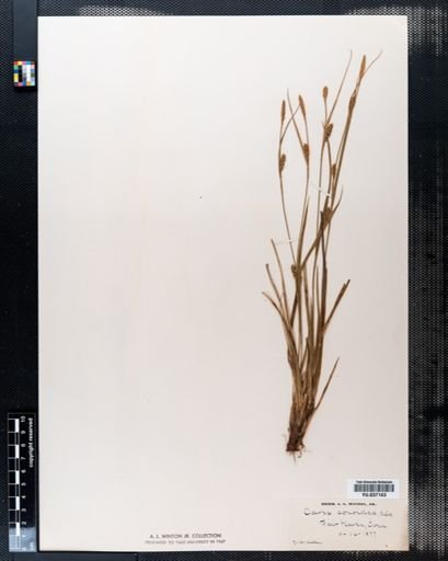 Carex conoidea