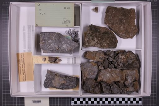 mixed taxa, stratigraphic collection