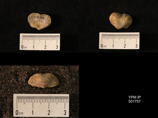 Marginifera lasallensis