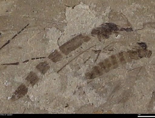 undet. Insecta