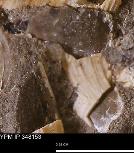 undet. Bivalvia
