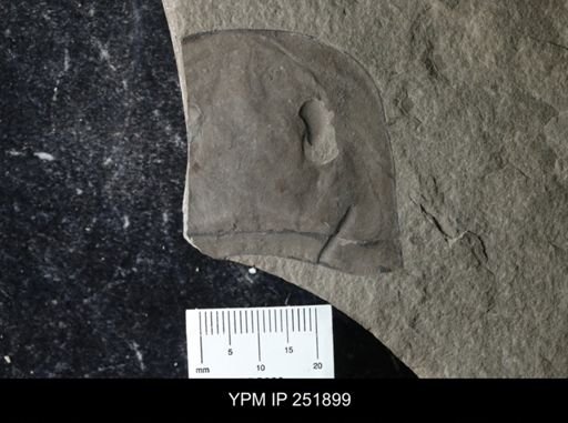 Eurypterus lacustris