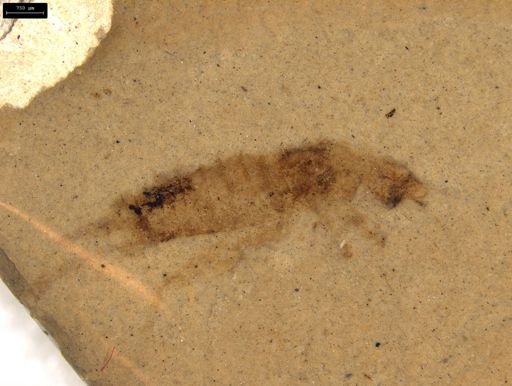 undet. Insecta