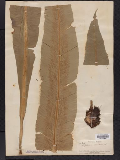 Asplenium