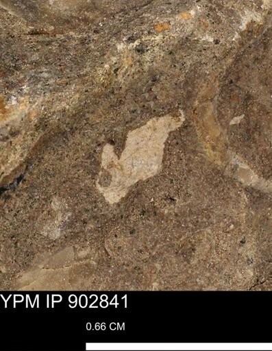 undet. Mollusca