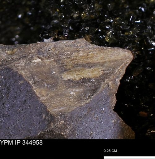 Limopsis striatopunctatus