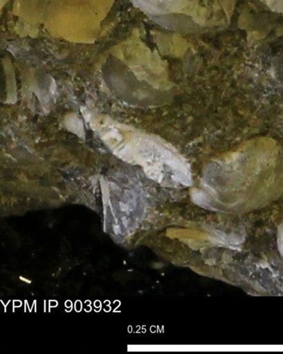 undet. Bivalvia