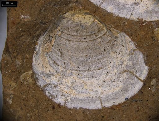 Estherites jocelynae