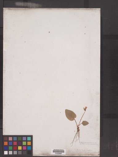 Viola rotundifolia