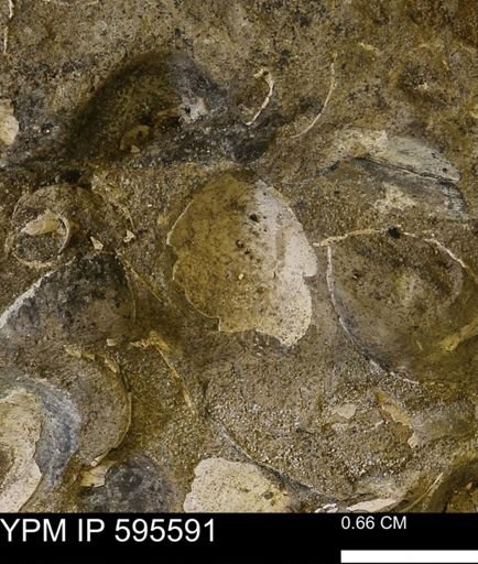 Protocardia sp.