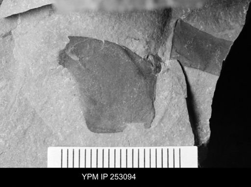 undet. Eurypterida