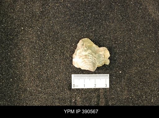 Inoceramus barabini