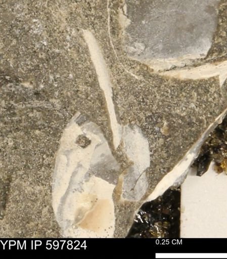 Limopsis striatopunctatus